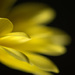 Yellow on black by jayberg