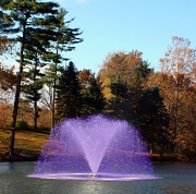 6th Nov 2010 - Purple Fountain