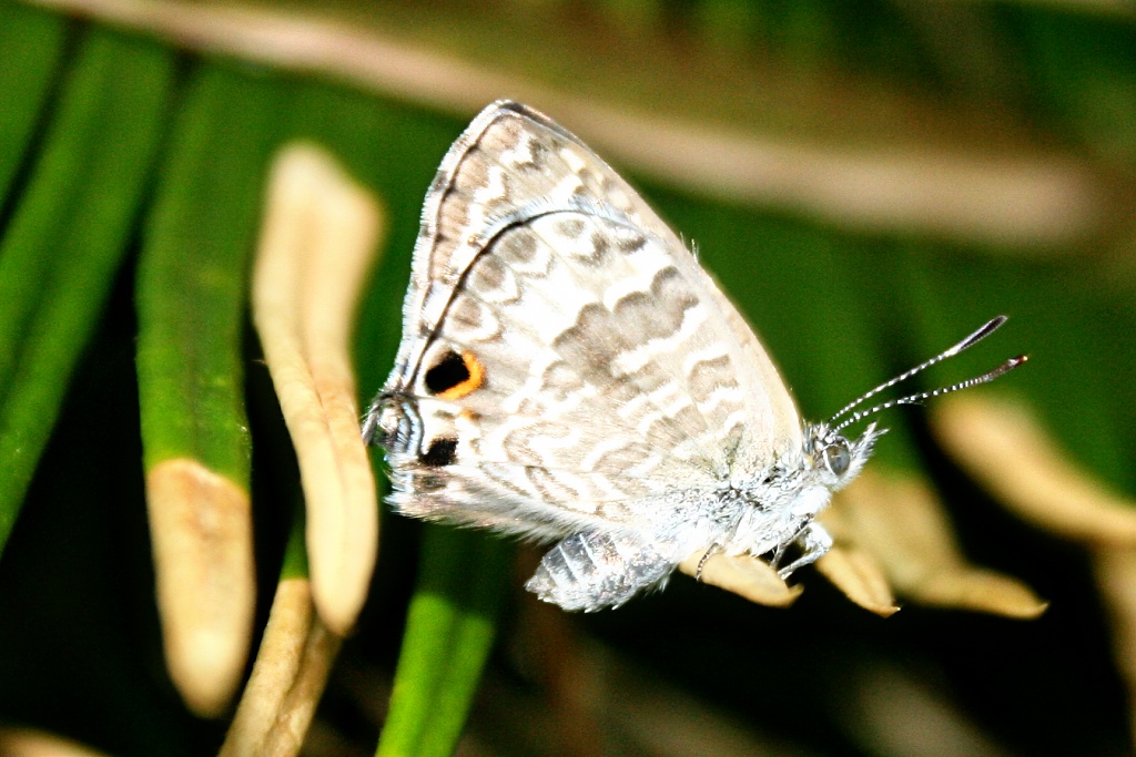 moth by corymbia