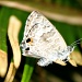 moth by corymbia