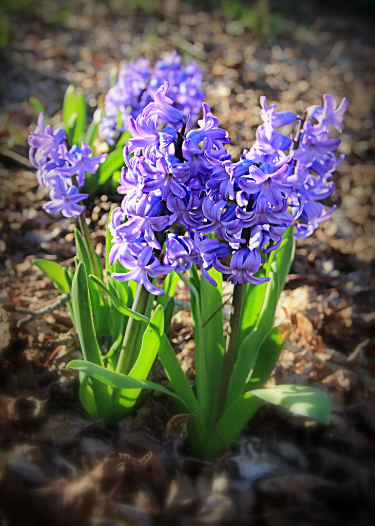 Hyacinth by calm