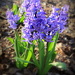Hyacinth by calm
