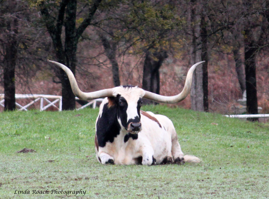Black, white and brown Longhorn Steer by grannysue