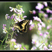Swallowtail Butterfly with a friendly Bee  by markandlinda