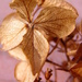 Hydrangea Simplified by daisymiller