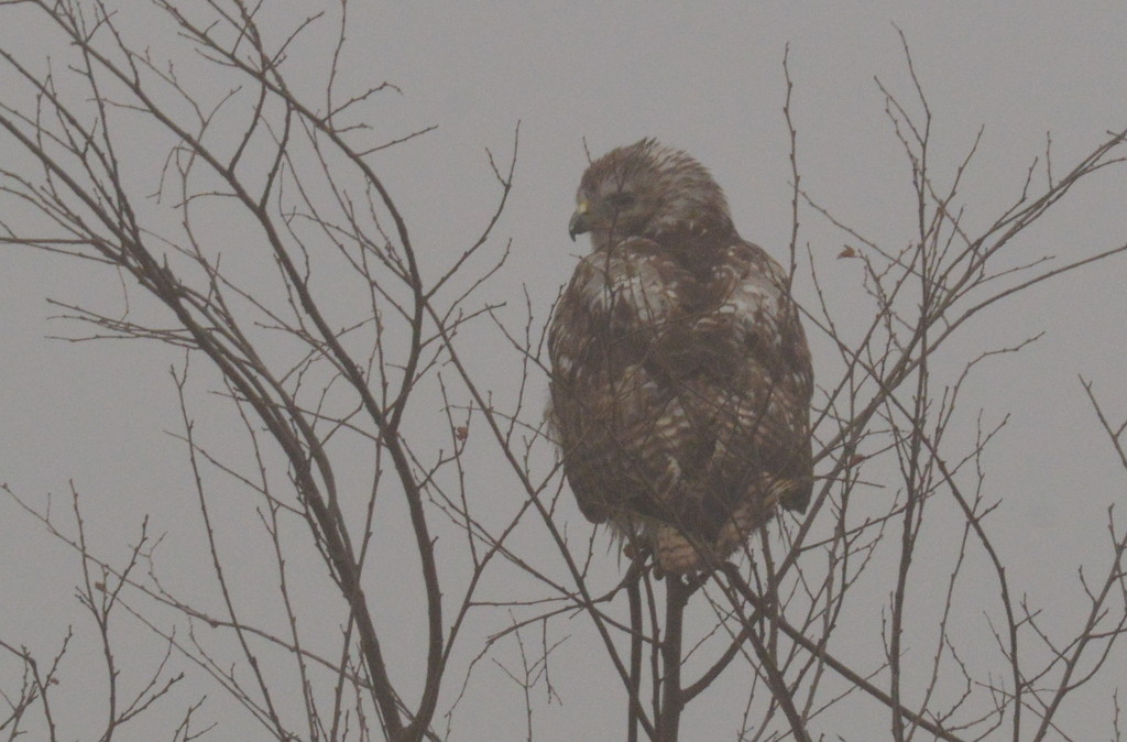 Young Red-Tailed Hawk by kareenking