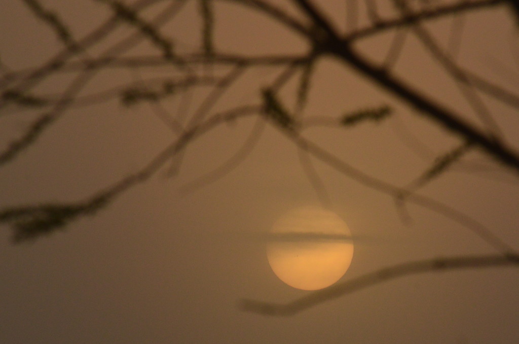 Sunrise on a Branch in the Fog by kareenking