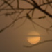 Sunrise on a Branch in the Fog by kareenking