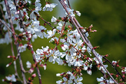 25th Mar 2015 - Weeping Cherry