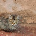 Alley kitty by miranda