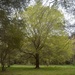 There's nothing finer than the first new green of trees leafing out in Spring. by congaree