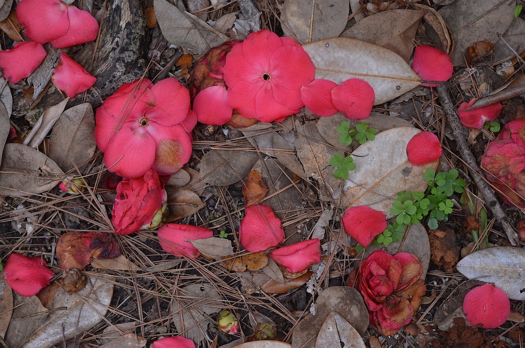The camellias fade from view for another year. by congaree