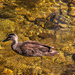 This little black duck by pusspup