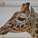 Young Giraffe by carolmw