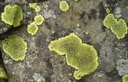 30th Jul 2014 - continental  lichen