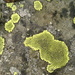 continental  lichen by steveandkerry