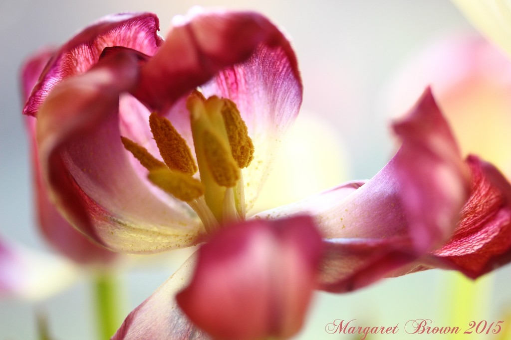 Tulip Macro by craftymeg
