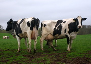 12th May 2013 - Atom Heart Mother