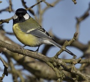 24th Mar 2015 - Great Tit-no comment required.