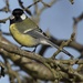 Great Tit-no comment required. by padlock