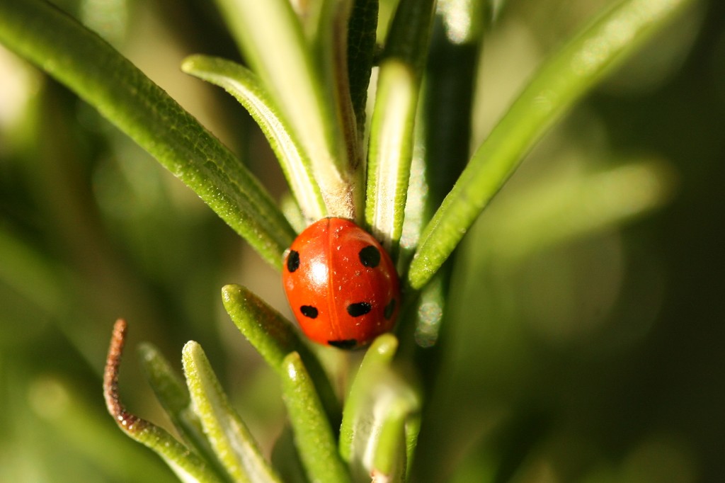 First ladybird of Spring by orchid99