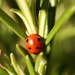 First ladybird of Spring by orchid99