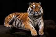 26th Mar 2015 - Siberian Tiger 