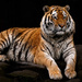 Siberian Tiger  by leonbuys83