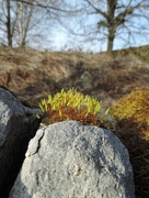 22nd Mar 2015 - Sprouting moss