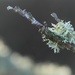 lichen and river bokeh by callymazoo