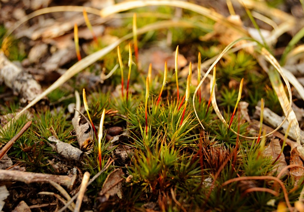 Moss in the evening by francoise