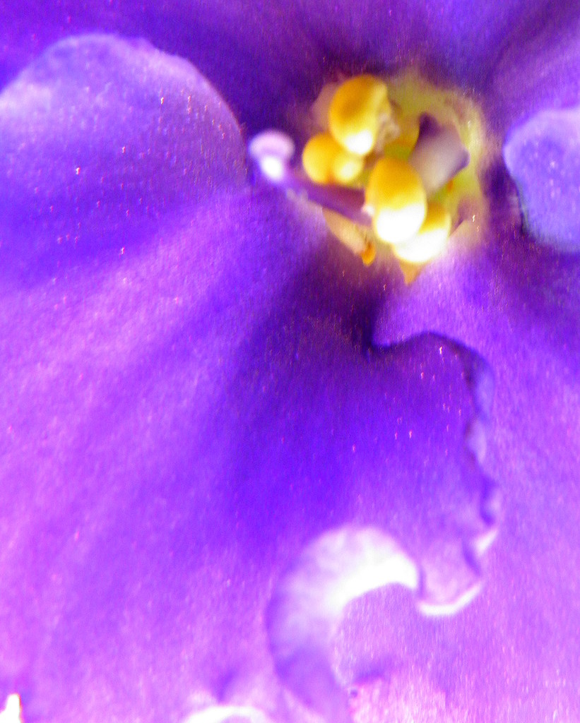 African Violet Close Up by daisymiller
