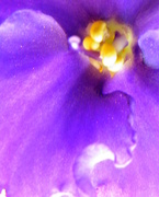 26th Mar 2015 - African Violet Close Up