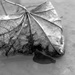 Leaf resting on a pebble by daisymiller