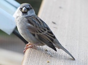 6th Nov 2010 - sparrow