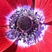 Anemone by wendyfrost