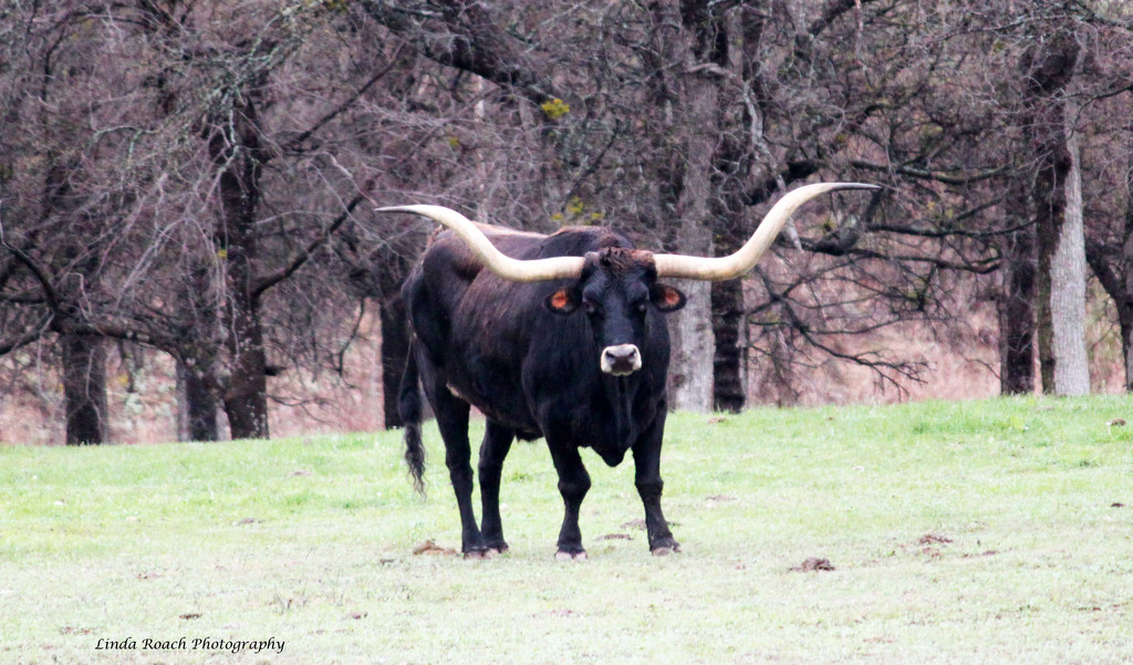 Black Longhorn Steer by grannysue