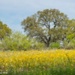Hill Country (Blurred) by lynne5477
