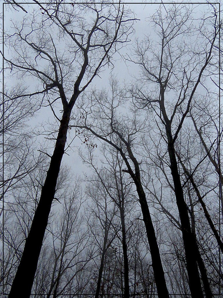 Foggy Trees by olivetreeann