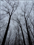 26th Mar 2015 - Foggy Trees