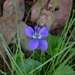 Wood violet by congaree