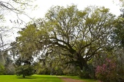 27th Mar 2015 - Live oak, Magnolia Gardens, Charleston, SC