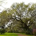 Live oak, Magnolia Gardens, Charleston, SC by congaree