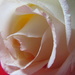 Rose for Richard III (#3) by alia_801