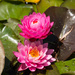 NEW Theme! Water Lily Farm #5 by gigiflower