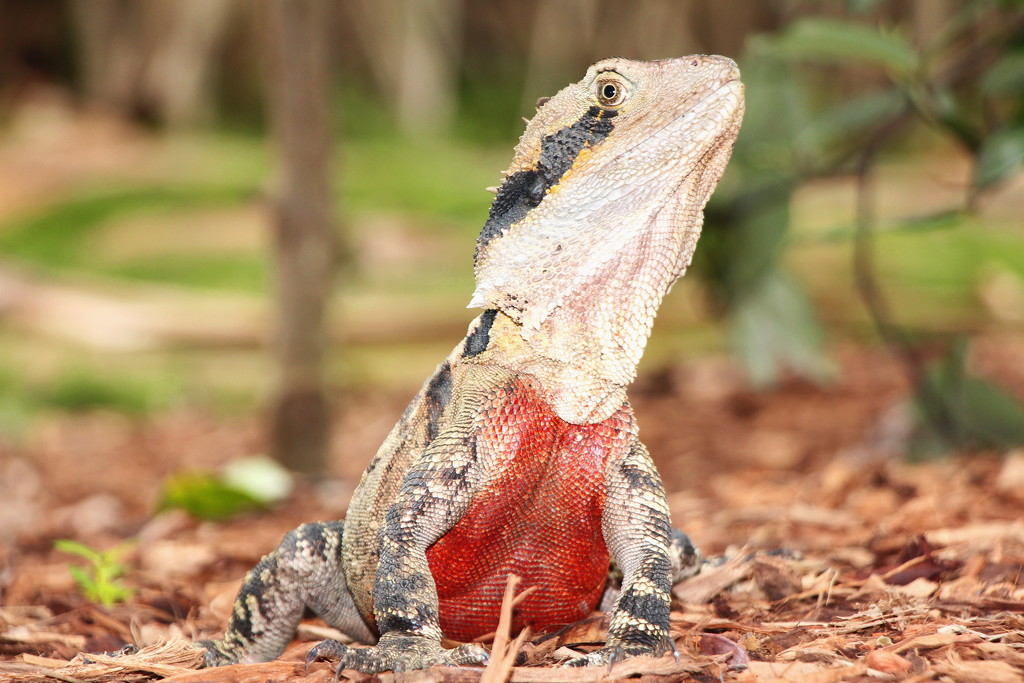 Bearded Dragon by terryliv