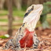 Bearded Dragon by terryliv