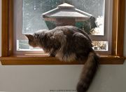 26th Mar 2015 - Cat in the Window