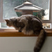 Cat in the Window by byrdlip