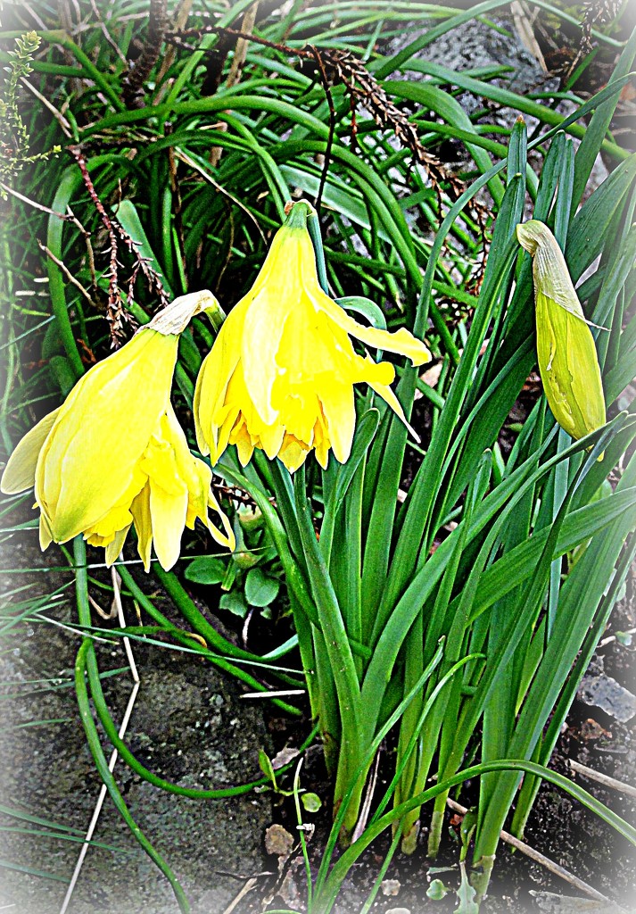 Double petalled daffodils  by beryl